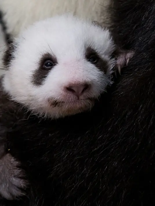 Salah satu anak panda bersama ibunya Meng Meng di kebun binatang Zoologischer Garten di Berlin (1/11/2019). Sementara anak-anaknya lahir di Berlin, mereka harus dikembalikan ke China dalam waktu empat tahun setelah mereka disapih. (Stringer/Zoo Berlin/AFP)