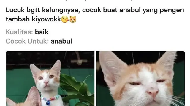 6 Ulasan tentang Aksesori Hewan di Toko Online Ini Kocak,