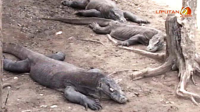 Kisah Nenek 83 Tahun Bertarung Lawan Komodo Mendunia Global Liputan6 Com