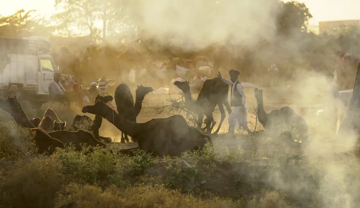 Seorang penggembala unta berjalan melewati unta-unta saat pameran ternak tahunan di Pushkar, India, 11 November 2021. Pushkar adalah tempat ziarah Hindu populer yang juga sering dikunjungi oleh turis asing pada pameran ternak tahunannya. (AP Photo/Deepak Sharma)
