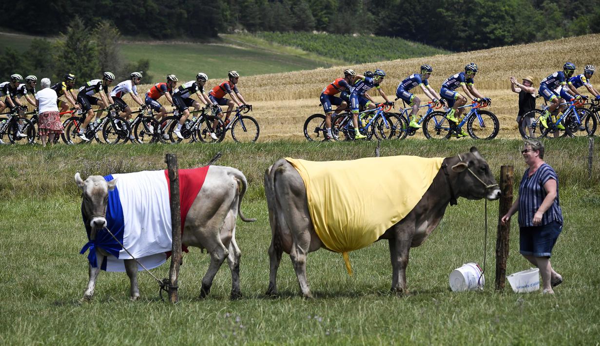Pebalap Tour de France melintasi daerah pertanian saat seekor sapi menggunakan bedera Prancis pada etape ketujuh antara antara Troyes dan Nuits-Saint-Georges, dengan jarak tempuh 213,5 km. (7/7/2017). (AFP/ Lionel Bonaventure)