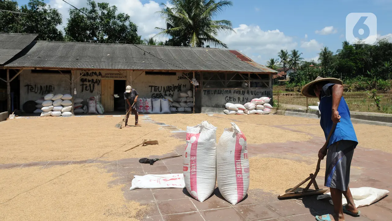 FOTO: Harga Gabah Kering Giling Alami Kenaikan