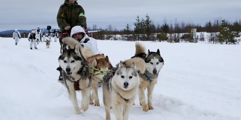 Anjing Siberian Husky Perkuat Armada Utara Rusia