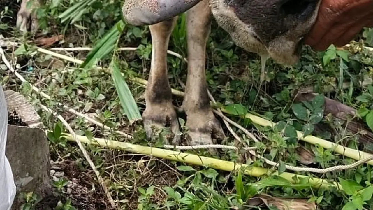 Kementan