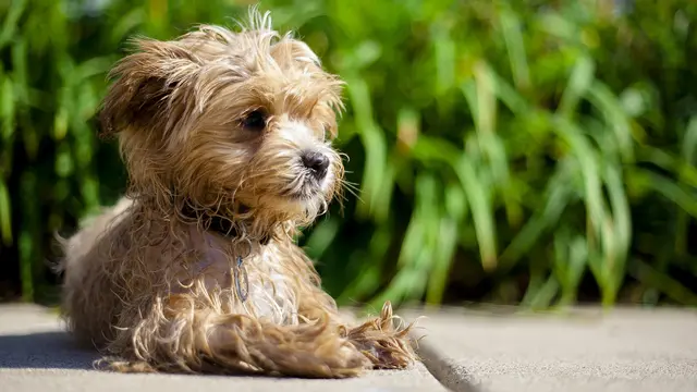 Maltipoo