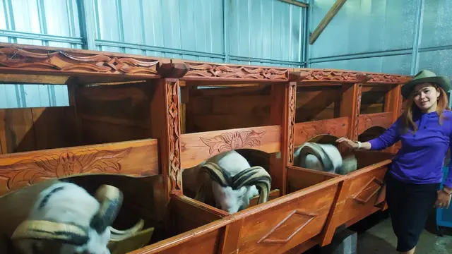 Erna Intan Dewata salah satu pemilik Padepokan Domba Garut Intan Dewata Single Fighter, tengah menunjukan deretan domba juara di kandangnya.
