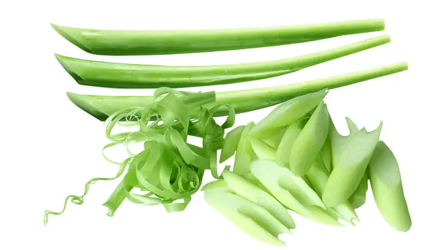 batang talas lompong