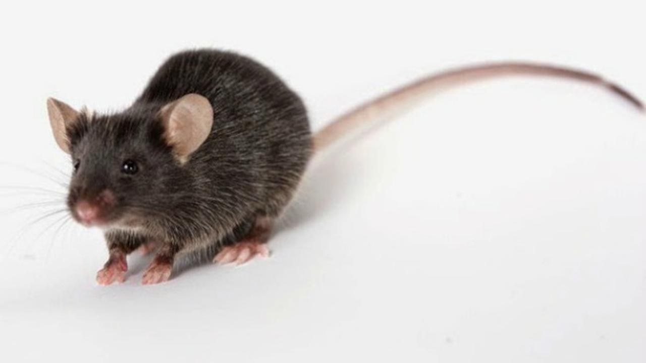 Tikus