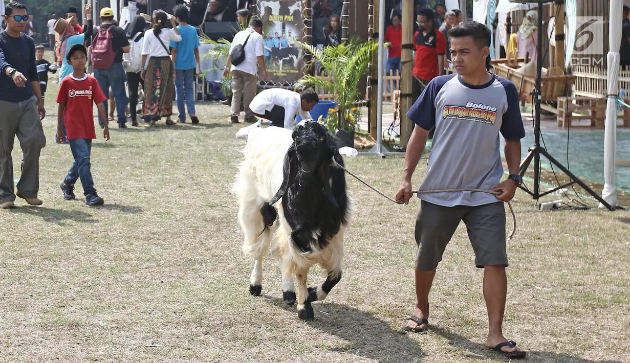 Seorang peserta membawa seekor kambing saat kontes ternak kambing kaligesing dalam acara Jambore Peternakan Nasional 2017 di Buperta Cibubur, Jakarta, Sabtu (23/9). Kontes ternak kambing kaligesing dikuti 120 peserta. (Liputan6.com/Herman Zakharia)