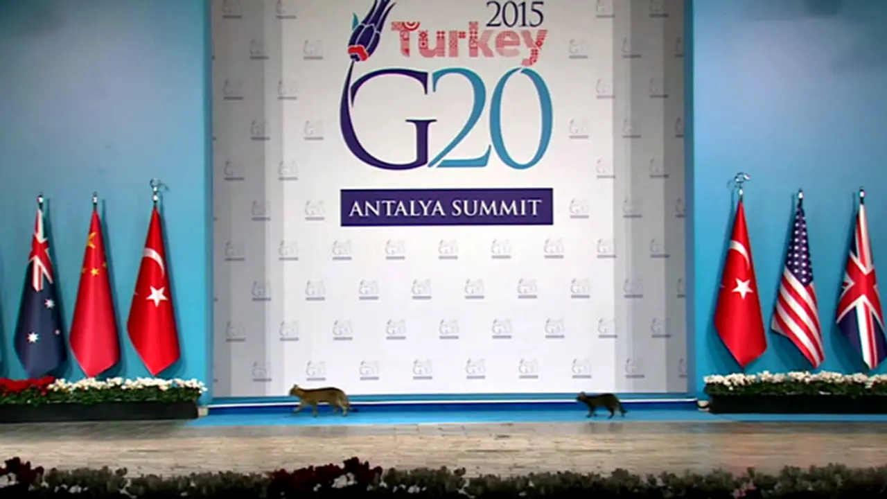 Kucing-kucing Ini 'Mampir' di Sidang G20