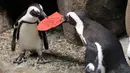 Dua penguin Afrika berebut kartu valentine berbentuk hati di California Academy of Sciences, San Francisco, Rabu (12/2/2020). Penguin secara alami membangun sarang menggunakan kartu ucapan dari bahan itu dan menarik lawan jenis untuk meningkatkan populasi mereka yang terancam punah. (AP/Jeff Chiu)
