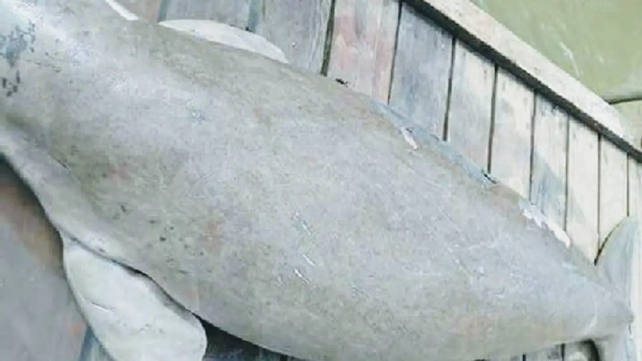 Dugong