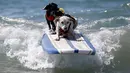 Dua anjing berada diatas papan surfing saat mengikuti Surf Dog Contest Surf City di Huntington Beach, California, Amerika Serikat, (27/9/2015). (REUTERS/Lucy Nicholson)