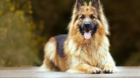 The best big dog breeds that make a cute pet. (Photo: wirestock/Freepik)