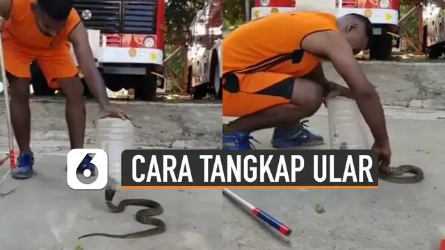 VIDEO: Jangan Panik, Begini Cara Tangkap Ular Pakai Toples