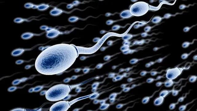 6 Fakta Unik Tentang Sperma Yang Belum Terpublikasi
