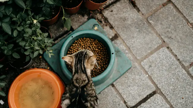 Kucing makan