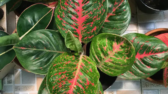 ilustrasi aglonema cinta/shutterstock