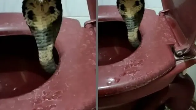 6 Momen Bikin Kaget Ketemu Ular Kobra Saat Mau BAB, Awalnya Dikira Kotoran