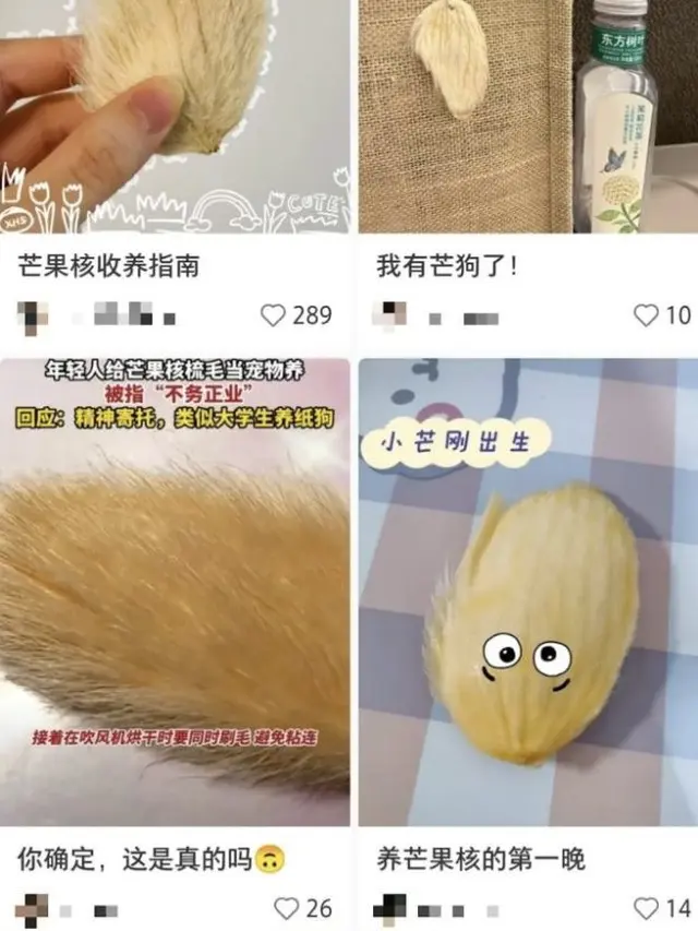 Trend Biji Mangga Jadi Peliharaan