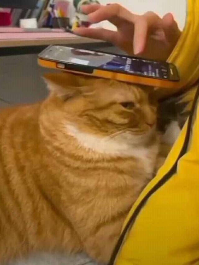 6 Aksi Kucing Bantu Majikan Nonton Film di HP, Lucu Maksimal