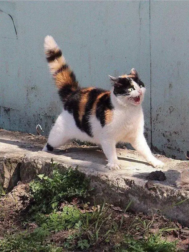 10 Potret Ekspresi Kucing saat Kaget Ini Lucu Banget, Bikin Gemas