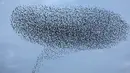 Ribuan burung jalak melakukan migrasi dalam formasi terbang di atas langit lahan pertanian dekat kota Beit Shean di Israel, Kamis (21/12). Fenomena yang dikenal sebagai murmuration biasa terjadi di bulan-bulan musim dingin. (AFP PHOTO/MENAHEM KAHANA)