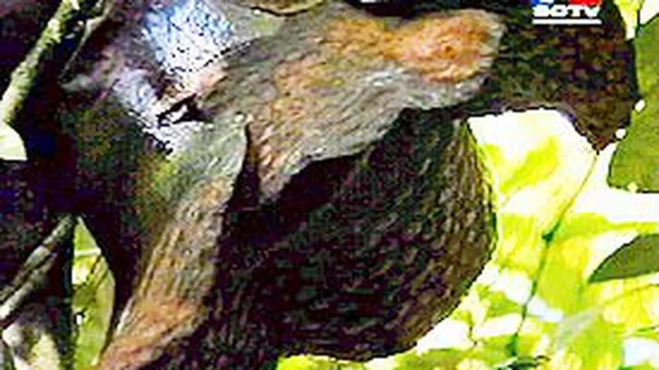 271201bRaflesia.jpg