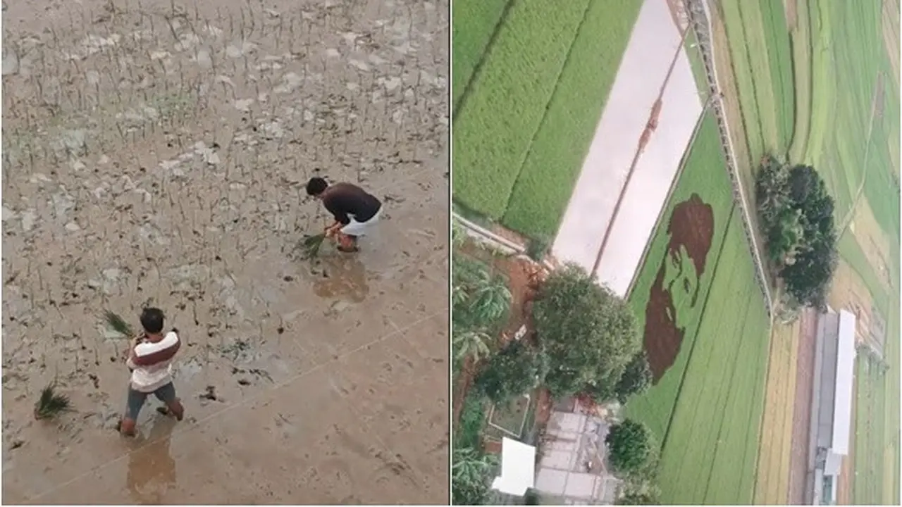 Bak Tanbo Art Jepang, Bapak Ini Viral Usai Bikin Lukisan Pahlawan di Sawah