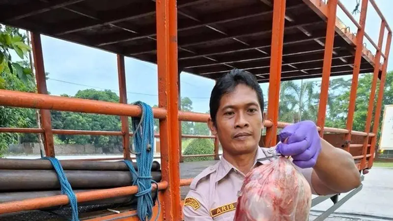 Petugas Balai Karantina Lampung menggagalkan penyelundupan daging celeng 390 kilogram. Foto : (Balai Karantina Lampung)