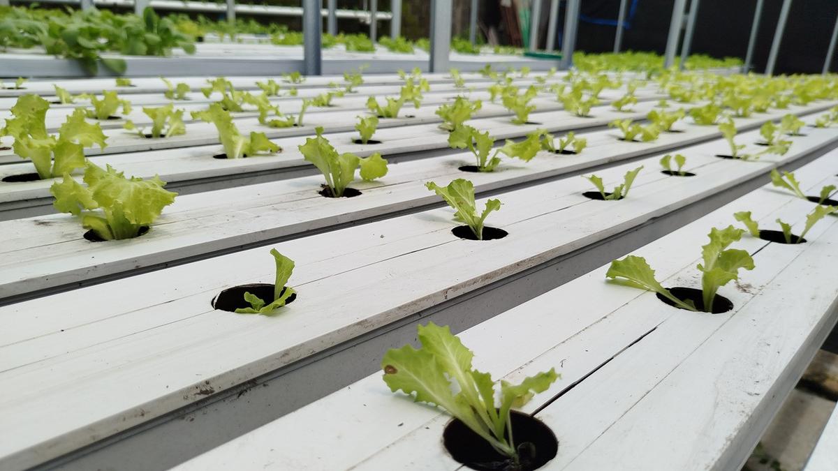 7 Alasan Sayur Hidroponik Gagal Panen Saat Ditanam Pemula Menurut Pengalaman, Simak Tipsnya