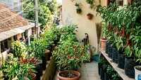 Cara Membuat Kebun Cabai Mini Panen 3 Bulan Modal Kecil, Panduan Lengkap