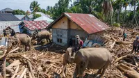 Momen Gajah Bantu Bersihkan Tumpukan Kayu Gelondongan Yang Tersangkut di Rumah Warga Aceh