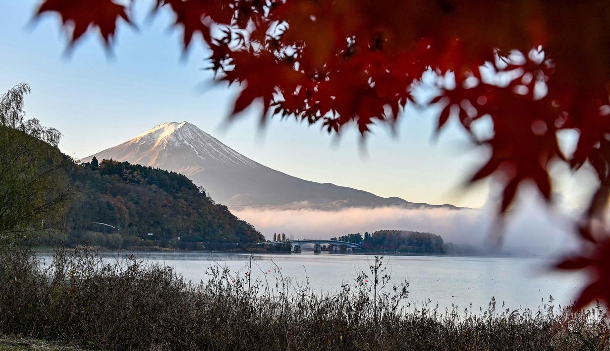 Gunung Fuji, gunung tertinggi di Jepang dengan ketinggian 3.776 meter (12.460 kaki), terlihat di balik daun-daun musim gugur dari kota Fujikawaguchiko, Prefektur Yamanashi, pada Senin 17 November 2025 pagi hari. Gunung Fuji dengan bentuk kerucut yang nyaris sempurnamenjadikannya salah satu gunung paling estetis di dunia. (Caroline GARDIN/AFP)