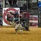 Seorang koboi junior bersaing dalam kompetisi World Finals for the International Miniature Bull Rider 2020 di Mesquite, Texas, AS, 9 Desember 2020. Kompetisi yang diselenggarakan oleh International Miniature Bullrider's Association itu diikuti oleh lebih dari 260 kontestan. (Xinhua/Dan Tian)