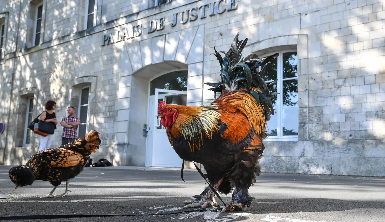 Seekor ayam jantan berdiri di luar pengadilan tinggi (Tribunal de Grande Instance) di Rochefort, Prancis barat, Kamis (4/7/2019). Ayam bernama Maurice tersebut dituduh terlalu berisik oleh tetangganya sehingga menyebabkan polusi suara yang berlebihan. (Photo by XAVIER LEOTY / AFP)