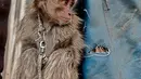 Seekor anak Monyet ekor panjang diikat lehernya di kawasan kampung akuarium, Jakarta, Senin (30/1). Monyet kra atau ekor panjang umumnya ditemukan di hutan-hutan pesisir, di dekat perkampungan dan perkebunan. (Liputan6.com/Gempur M. Surya)