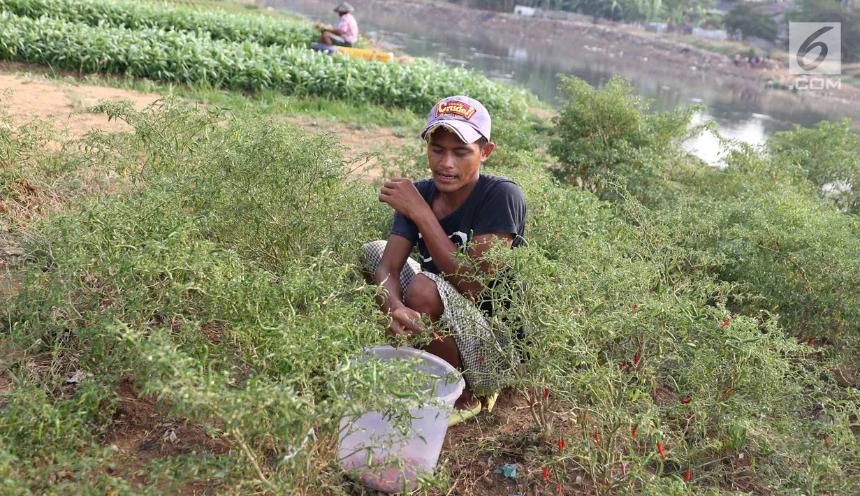 Warga memanen sayur mayur yang ditanam di bantaran Kanal Banjir Barat, Jakarta, Jumat (5/10). Selain dijual ke pasar, sayur mayur tersebut juga untuk konsumsi sehari-hari. (Liputan6.com/Immanuel Antonius)