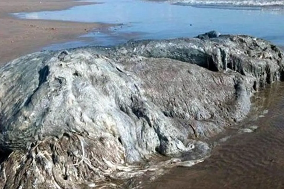 'Monster Laut'
