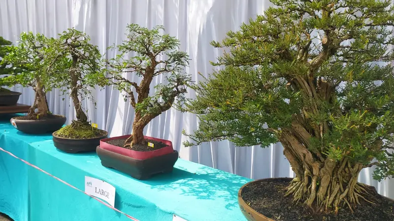Deretan bonsai ragam unggulan nan indah bakal segera dinikmati pecinta bonsai Garut dalam kontes dan Pameran Bonsai Lokal Terbuka Pesona Bonsai Garut 2021’, mulai 3-5 September mendatang.