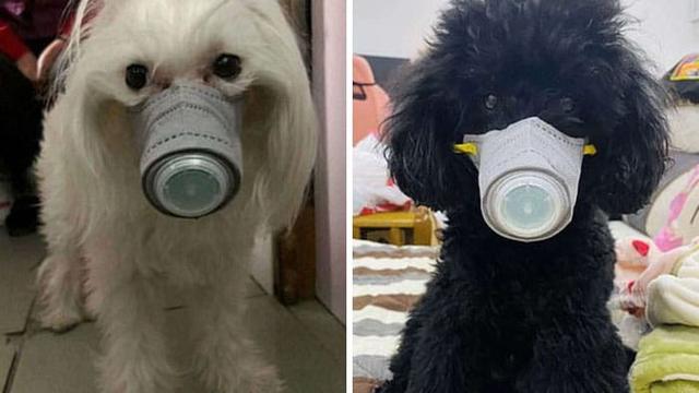 Anjing Pakai Masker di China