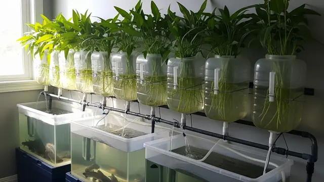 Inspirasi Galon Bekas untuk Tanam Kangkung Sekaligus Ternak Lele/AI Generated