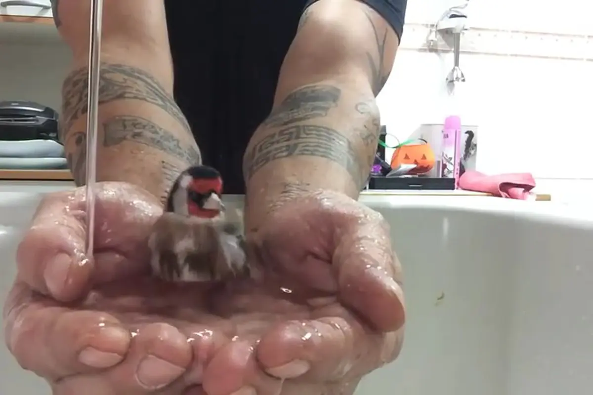 Mengintip Burung Pipit Mandi 