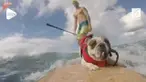 Bulldog yang menggemaskan ini sedang menikmati saat-saat ketika ia berada di atas papan seluncur  pemiliknya yang sedang memecah ombak. Dia hampir kehilangan keseimbangannya, tetapi pemiliknya memegangnya dan mencegahnya jatuh ke air.