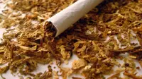 Ketakutan petani tembakau akan produksi daun tembakau yang bakal menurun tidak terbukti. 