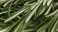 Rosemary, Pewangi Makanan Pencegah Kanker