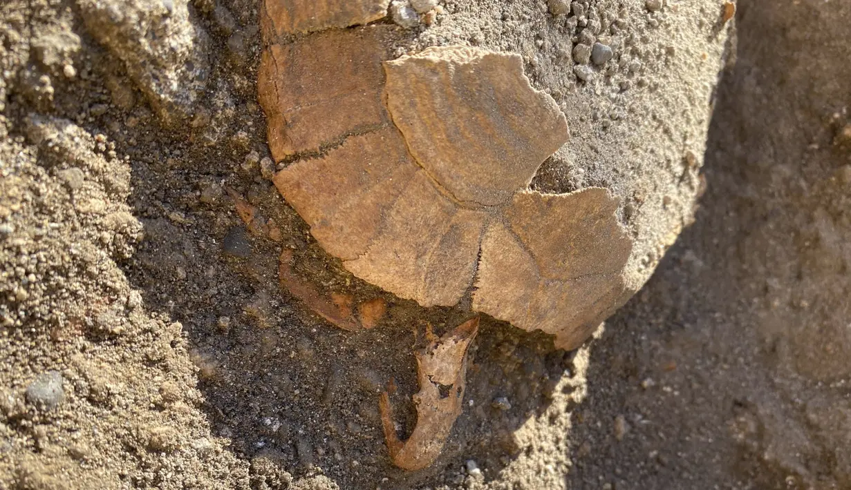 Fosil kura-kura dengan telur yang ditemukan di dalamnya dan berasal dari sekitar 2000 tahun yang lalu di area Terme Stabiane di Taman Arkeologi Pompeii dekat Napoli, Italia selatan, terlihat dalam foto tak bertanggal yang disediakan pada Jumat, 24 Juni 2022. (Pompeii Archaeological Park via AP)