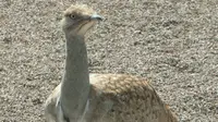 Burung bustard houbara. (Wikimedia)