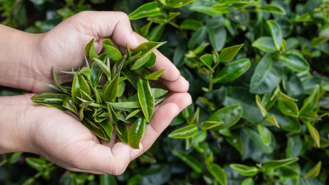 Tea Leaves