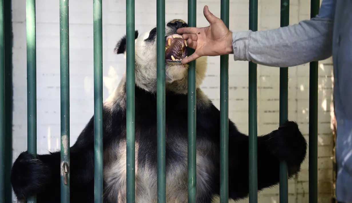 Dokter hewan Rafael Tinajero memeriksa gigi Xin Xin, panda raksasa wanita (Ailuropoda melanoleuca) selama pemeriksaan fisik di kebun binatang Chapultepec, Mexico City (12/2/2020). (AFP/Alfredo Estrella)